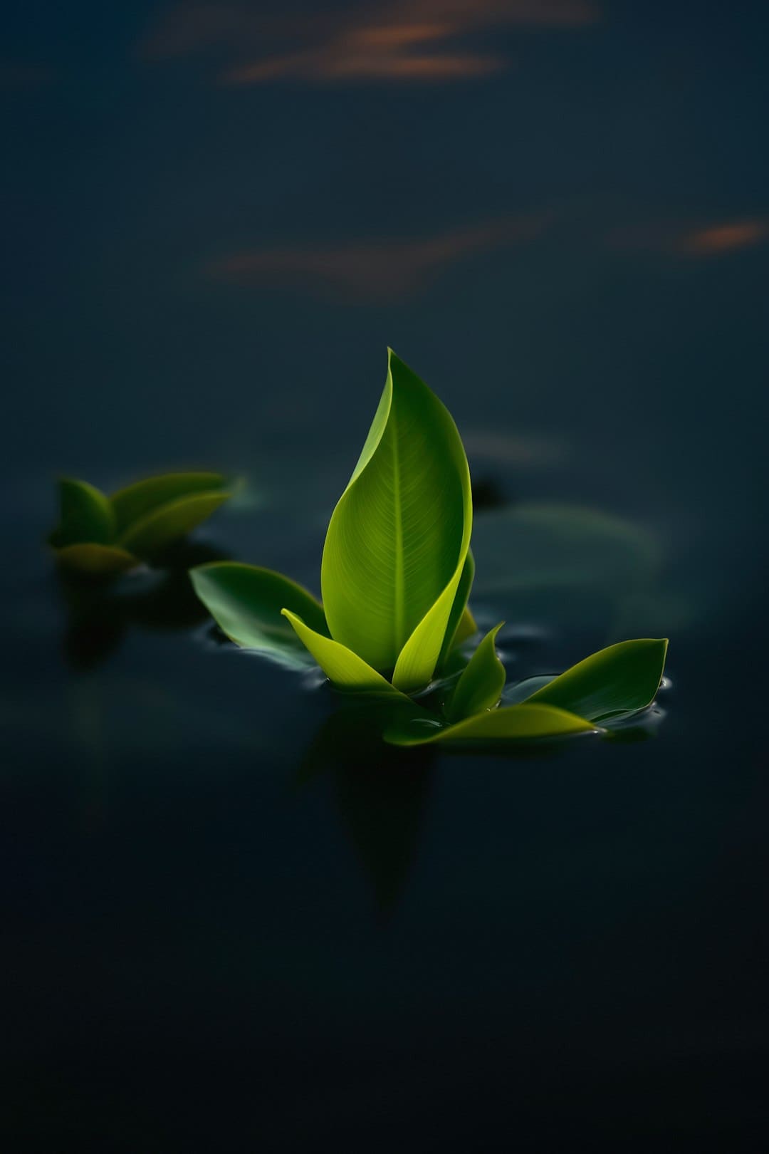 不分红的格力，到底在急什么？